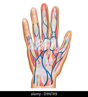 Anatomia del retro della mano umana. Foto Stock