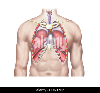 Anatomia di polmoni umani in situ. Foto Stock