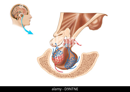 Anatomia della ghiandola pituitaria. Foto Stock