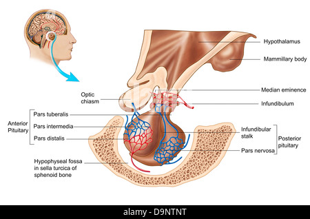 Anatomia della ghiandola pituitaria. Foto Stock