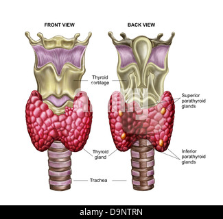 Anatomia della ghiandola tiroide con la laringe e la cartilagine. Foto Stock