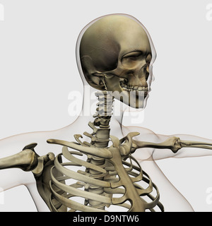 Illustrazione medica di una donna di cranio e sistema scheletrico, vista tridimensionale. Foto Stock