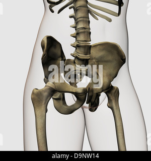 Vista tridimensionale di umana ossa pelviche. Foto Stock