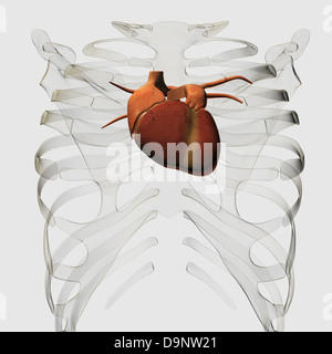 Illustrazione medica del cuore umano e la gabbia toracica vista tridimensionale. Foto Stock