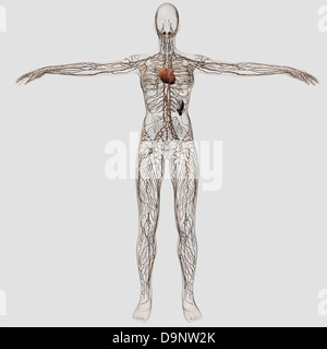 Illustrazione medica della femmina sistema linfatico con cuore al centro, corpo pieno vista. Foto Stock