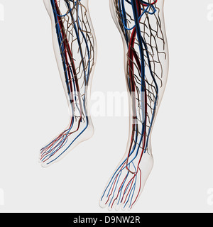 Illustrazione medica di arterie e vene e sistema linfatico umano nelle gambe e piedi. Foto Stock