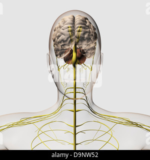 Illustrazione medica del sistema nervoso umano e cervello, vista frontale. Foto Stock