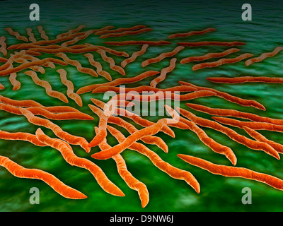 Vista al microscopio di un gruppo di Borrelia burgdorferi batteri. Foto Stock