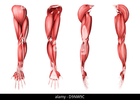 Illustrazione medica del braccio umano i muscoli, quattro viste laterali. Foto Stock