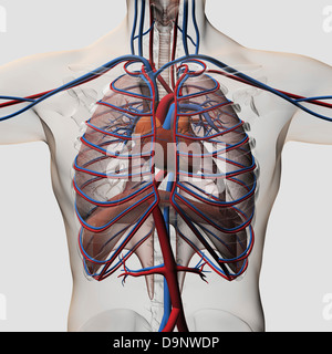 Tre dimensioni Illustrazione medica del torace maschio che mostra le arterie, vene, il cuore e la gabbia toracica. Foto Stock