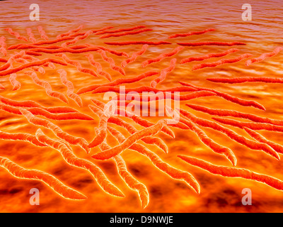 Vista al microscopio di un gruppo di Borrelia burgdorferi, l'agente batterico della malattia di Lyme trasmessa da zecche. Foto Stock