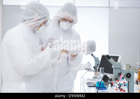 General-vista di tre scienziati in un laboratorio di chimica la manipolazione degli strumenti di laboratorio, test e utilizzando tecniche di chimica intorno a un laboratorio t Foto Stock