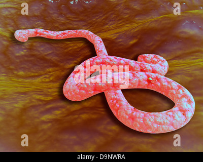 Vista microscopica del virus Ebola. Foto Stock