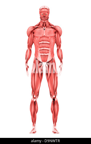 Illustrazione medica del maschio sistema muscolare, vista frontale. Foto Stock