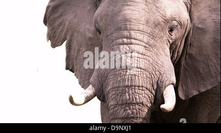 Close up di un elefante africano Foto Stock