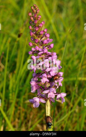 Comune di orchidea fragrante - Gymnadenia conopsea con giardino coleotteri Chafer - Phyllopertha horticola Foto Stock