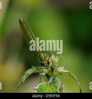 Nastrare Demoiselle - Calopteryx splendens femmina su ortica Foto Stock