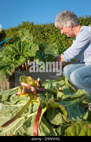 Il prelievo di rabarbaro in giardino Foto Stock