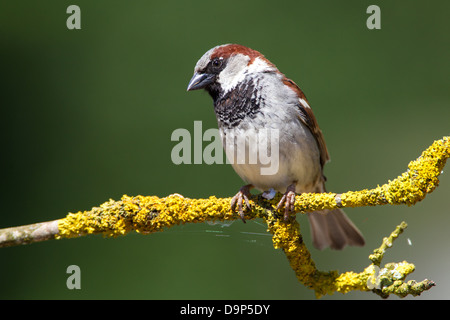 Maschio di casa passero. Passer domesticus (Passeridae) Foto Stock