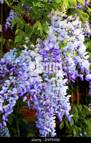 Primo piano della cascata di lilla Wisteria sinensis (glicina). Foto Stock