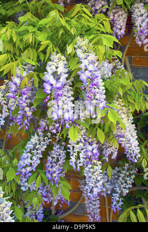 Primo piano della cascata di lilla Wisteria sinensis (glicina) Foto Stock