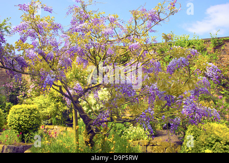 Primo piano della cascata di lilla Wisteria sinensis (glicina) in un giardino estivo. Foto Stock