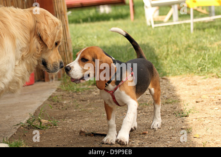 Giovani di razza beagle giocando con il golden retriever nel cortile posteriore Foto Stock