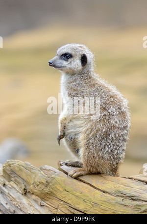 Meerkat seduto su un ramo mantenendo lookout Foto Stock