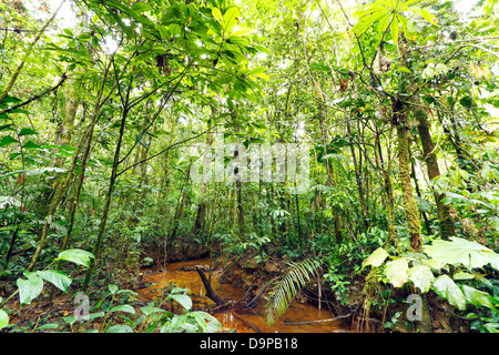 Avvolgimento del flusso attraverso la pianura della foresta pluviale tropicale in Amazzonia ecuadoriana Foto Stock