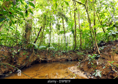 Avvolgimento del flusso attraverso la pianura della foresta pluviale tropicale in Amazzonia ecuadoriana Foto Stock