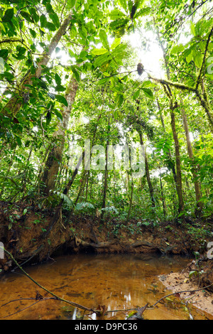 Avvolgimento del flusso attraverso la pianura della foresta pluviale tropicale in Amazzonia ecuadoriana Foto Stock