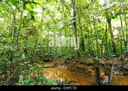 Avvolgimento del flusso attraverso la pianura della foresta pluviale tropicale in Amazzonia ecuadoriana Foto Stock