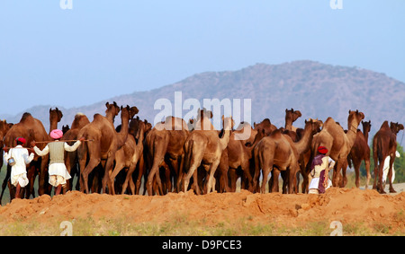 Pushkar, animale fiera,Camel fiera,Camel,desert festival,festival tradizionale,Rajsathan,l'India,cammello proprietario,Herder Foto Stock