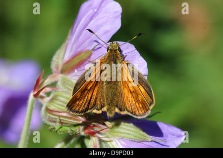 Macro Close-up del brunastro skipper di Grande Farfalla (Ochlodes sylvanus) in posa su di un fiore di colore viola Foto Stock