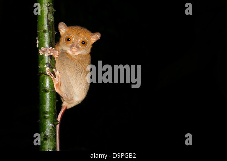 Horsfield o Western Tarsier Cephalopachus o Tarsius bancanus in Danum Valley, Sabah, Malaysia. Trovato in Borneo e Sumatra Foto Stock