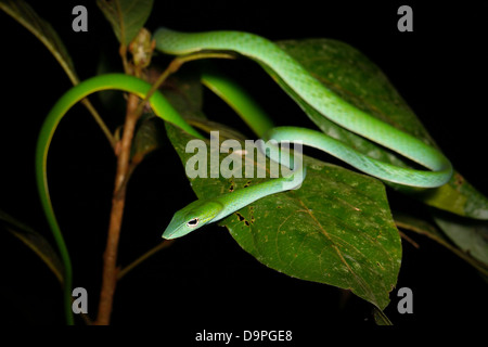 Vite verde serpente,o oriental frusta snake. Trovato in Cina, India, Filippine, Vietnam, Indonesia, Malaysia, Thailandia, Myanmar etc Foto Stock