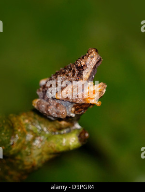 Metaphrynella sundana Borneo foro albero rana nel Parco Kinabalu, Malaysia. Anche in Kalimantan, Brunei, Sarawak. Endemica del Borneo. Foto Stock