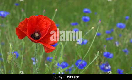 Un vivace fiore di papavero fiorisce in un campo naturale, i suoi petali rossi contrastano con il paesaggio verde circostante. I papaveri sono noti per i loro colori brillanti e i significati simbolici, spesso associati al ricordo e alla bellezza in natura. Crescono nei campi, prosperano nei climi temperati e si aggiungono alla bellezza naturale dei paesaggi rurali. Foto Stock