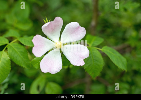 La rosa canina fiore rosa canina nelle zone costiere dune di sabbia e dune Kenfig, Galles del Sud Foto Stock