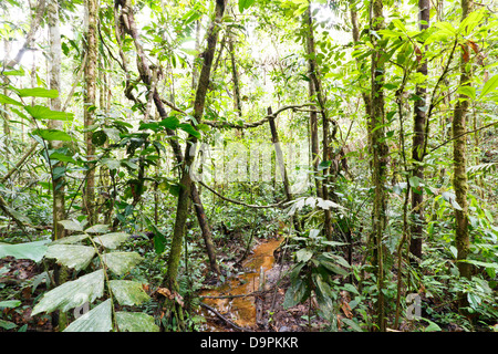 Interno della foresta pluviale tropicale in Amazzonia ecuadoriana guardando sopra un piccolo ruscello. Foto Stock