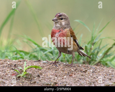 Maschio linnet comune nel piumaggio di allevamento a terra Foto Stock