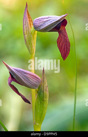 Lingua-orchidea (Serapias lingua) Foto Stock