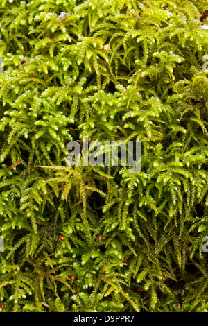 Rosso-derivava feather moss (Pleurozium schreberi) Foto Stock