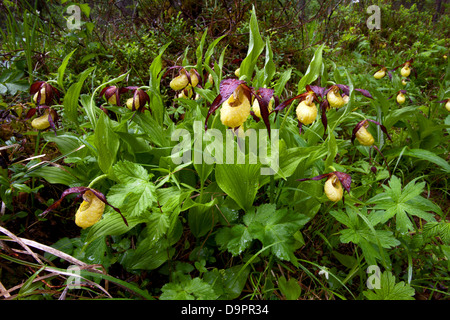 Varietà di orchidee viola (Cypripedium Calceolus) Foto Stock