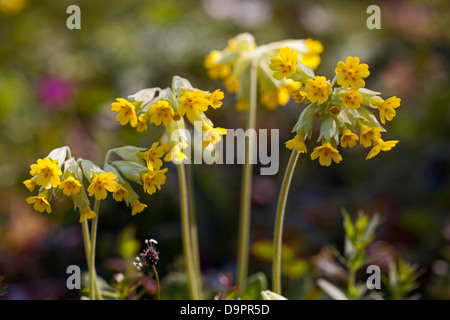 Cowslip comune (Primula veris) Foto Stock