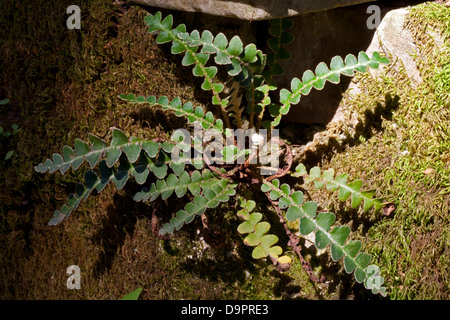 Rustyback fern (Asplenium ceterach) Foto Stock