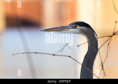 Vista di profilo di un grande airone cenerino (Ardea erodiade) in Tennessee Foto Stock