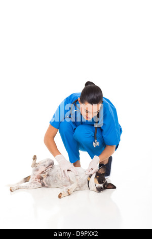 Piuttosto veterinario infermiere controllo sul cane la pelle isolato su bianco Foto Stock