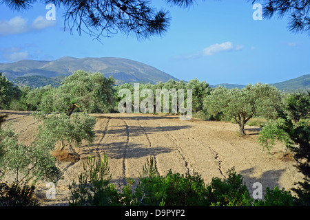 Alberi di ulivo (Olea europaea) in oliveto vicino a Monolithos, Rodi (Rodi), del Dodecaneso, Egeo Meridionale Regione, Grecia Foto Stock