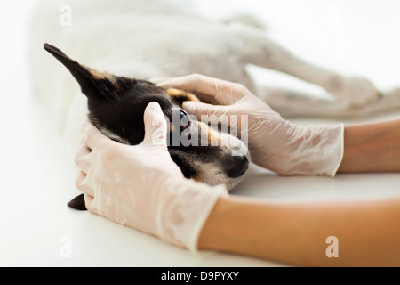 Assistente veterinario verifica cane occhio sul tavolo Foto Stock